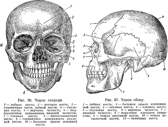 Скуловая и теменные кости. Анатомия скуловой кости и дуги. Скуловая кость анатомия строение. Скуловой отросток лобной кости.